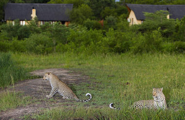 Elephant Plains Game Lodge